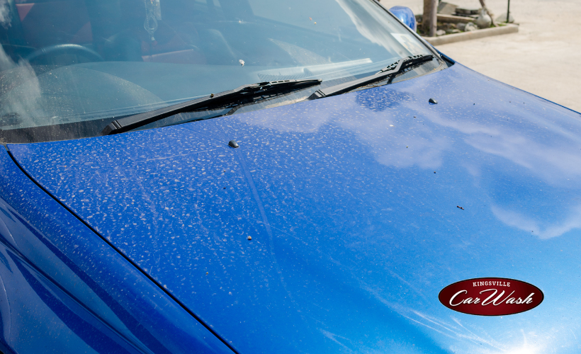 Insect stains on the car